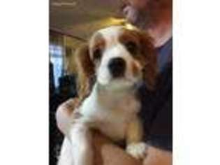 Cavalier King Charles Spaniel Puppy for sale in Jonesborough, TN, USA