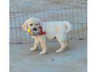 Labrador Retriever Puppy for sale in El Cajon, CA, USA