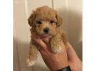 Mutt Puppy for sale in Evergreen Park, IL, USA