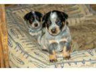 Australian Cattle Dog Puppy for sale in Canterbury, NH, USA