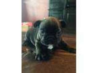 French Bulldog Puppy for sale in Hebron, KY, USA