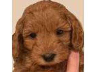 Labradoodle Puppy for sale in Agawam, MA, USA