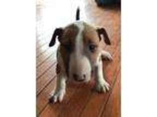 Bull Terrier Puppy for sale in Elwood, IL, USA