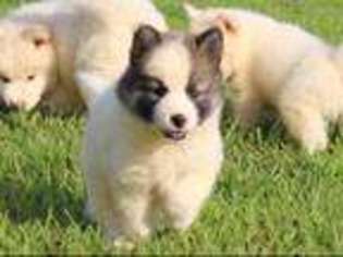 Akita Puppy for sale in Jamestown, TN, USA