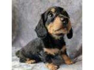 Dachshund Puppy for sale in Battle Ground, WA, USA