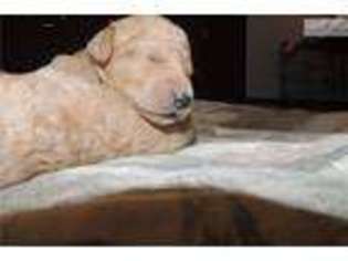 Labradoodle Puppy for sale in Boston, MA, USA