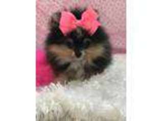 Pomeranian Puppy for sale in Memphis, MO, USA