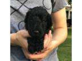 Goldendoodle Puppy for sale in Lebanon, TN, USA