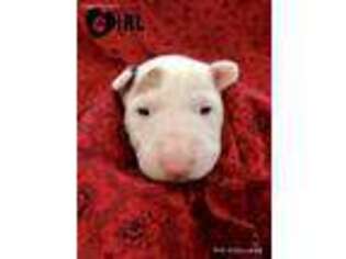 Bull Terrier Puppy for sale in Colorado Springs, CO, USA