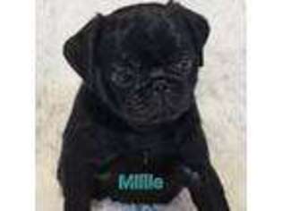 Pug Puppy for sale in Martville, NY, USA