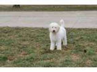 Goldendoodle Puppy for sale in Norwalk, OH, USA