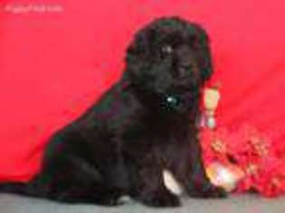 Newfoundland Puppy for sale in Lititz, PA, USA