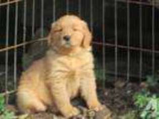 Golden Retriever Puppy for sale in SNOHOMISH, WA, USA