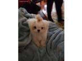 Maltese Puppy for sale in Brenham, TX, USA