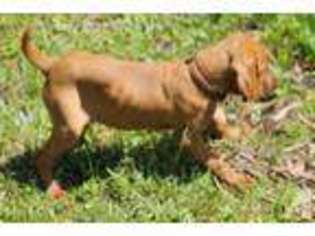 Vizsla Puppy for sale in HARWOOD, MD, USA