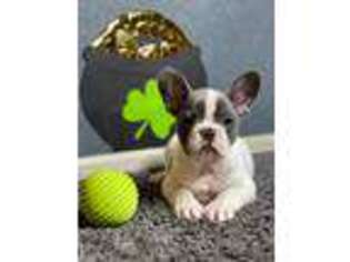 French Bulldog Puppy for sale in Washington, DC, USA