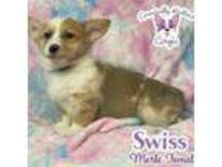Cardigan Welsh Corgi Puppy for sale in Greensboro, NC, USA