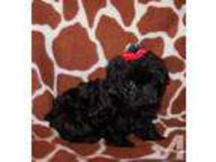 Mutt Puppy for sale in CROZET, VA, USA
