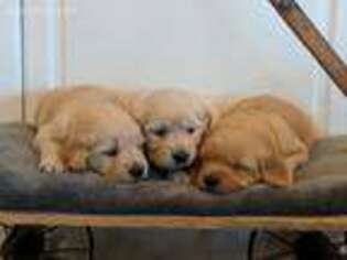 Golden Retriever Puppy for sale in Boring, OR, USA