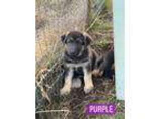 German Shepherd Dog Puppy for sale in Enumclaw, WA, USA