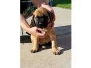 Mastiff Puppy for sale in Lowell, IN, USA