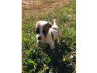 Jack Russell Terrier Puppy for sale in Blaine, WA, USA