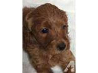 Goldendoodle Puppy for sale in FRUITPORT, MI, USA