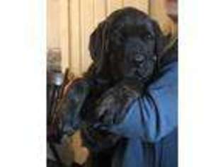 Mastiff Puppy for sale in Mount Vernon, OH, USA