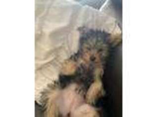 Yorkshire Terrier Puppy for sale in West Palm Beach, FL, USA