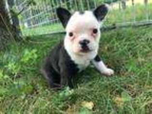 Buggs Puppy for sale in Canton, OH, USA