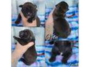 Boerboel Puppy for sale in Hartly, DE, USA