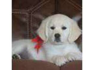 Mutt Puppy for sale in Walnut Grove, MO, USA