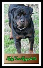 Rottweiler Puppy for sale in North Highlands, CA, USA