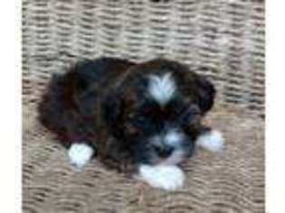 Havanese Puppy for sale in Boise, ID, USA