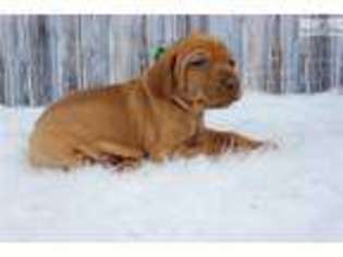 Vizsla Puppy for sale in Rockford, IL, USA