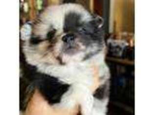 Pomeranian Puppy for sale in Marengo, WI, USA
