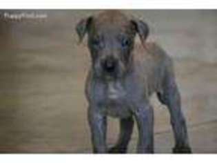 Great Dane Puppy for sale in Helena, AR, USA