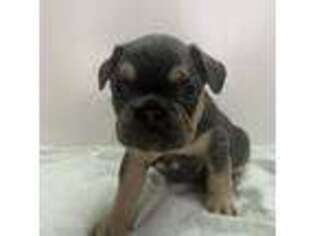 French Bulldog Puppy for sale in Calverton, NY, USA