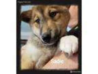 Mutt Puppy for sale in Big Rapids, MI, USA