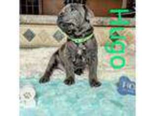 Cane Corso Puppy for sale in Hickory, NC, USA
