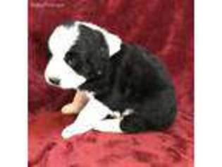 Greater Swiss Mountain Dog Puppy for sale in Del Norte, CO, USA