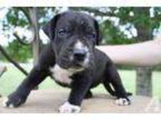 Great Dane Puppy for sale in COPPERAS COVE, TX, USA