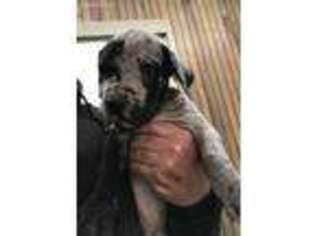 Great Dane Puppy for sale in Algona, IA, USA