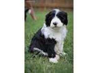 Mutt Puppy for sale in Newport, AR, USA