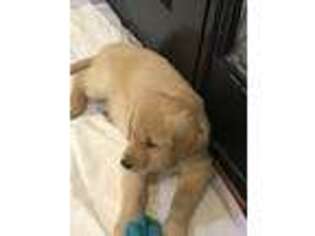 Golden Retriever Puppy for sale in Levittown, NY, USA