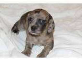Dachshund Puppy for sale in San Angelo, TX, USA