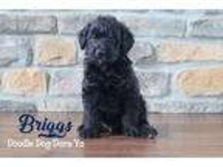 Labradoodle Puppy for sale in White Plains, KY, USA