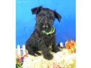 Mutt Puppy for sale in Blue Springs, NE, USA