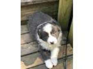 Border Collie Puppy for sale in Haleyville, AL, USA