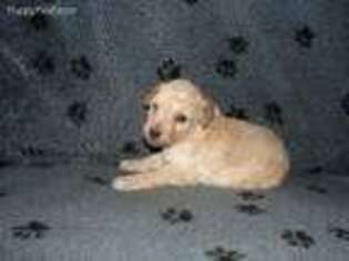 Mutt Puppy for sale in Gettysburg, PA, USA